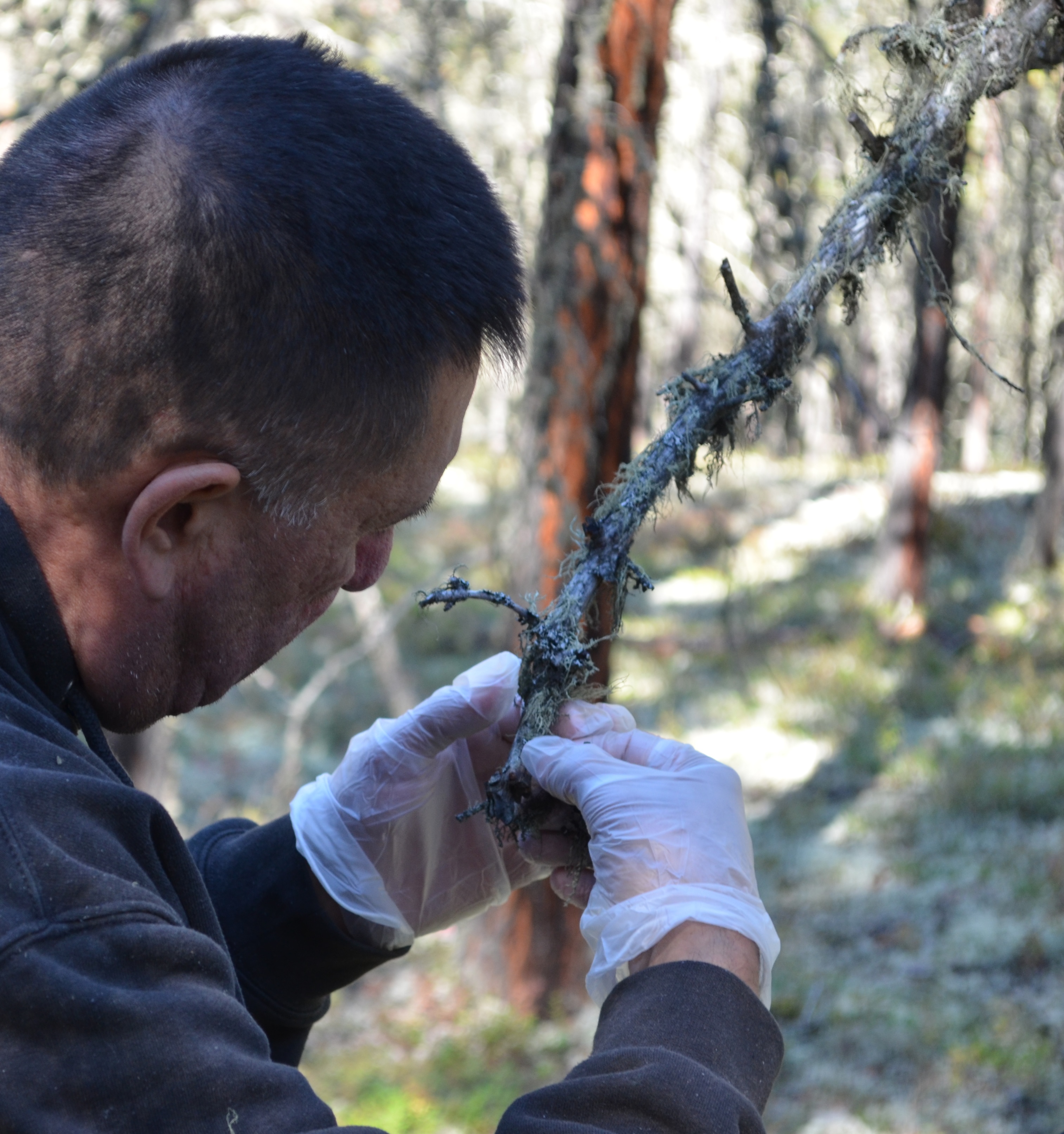 Samples are collected for chemical analysis as lichen get most of their nutrients from the air.