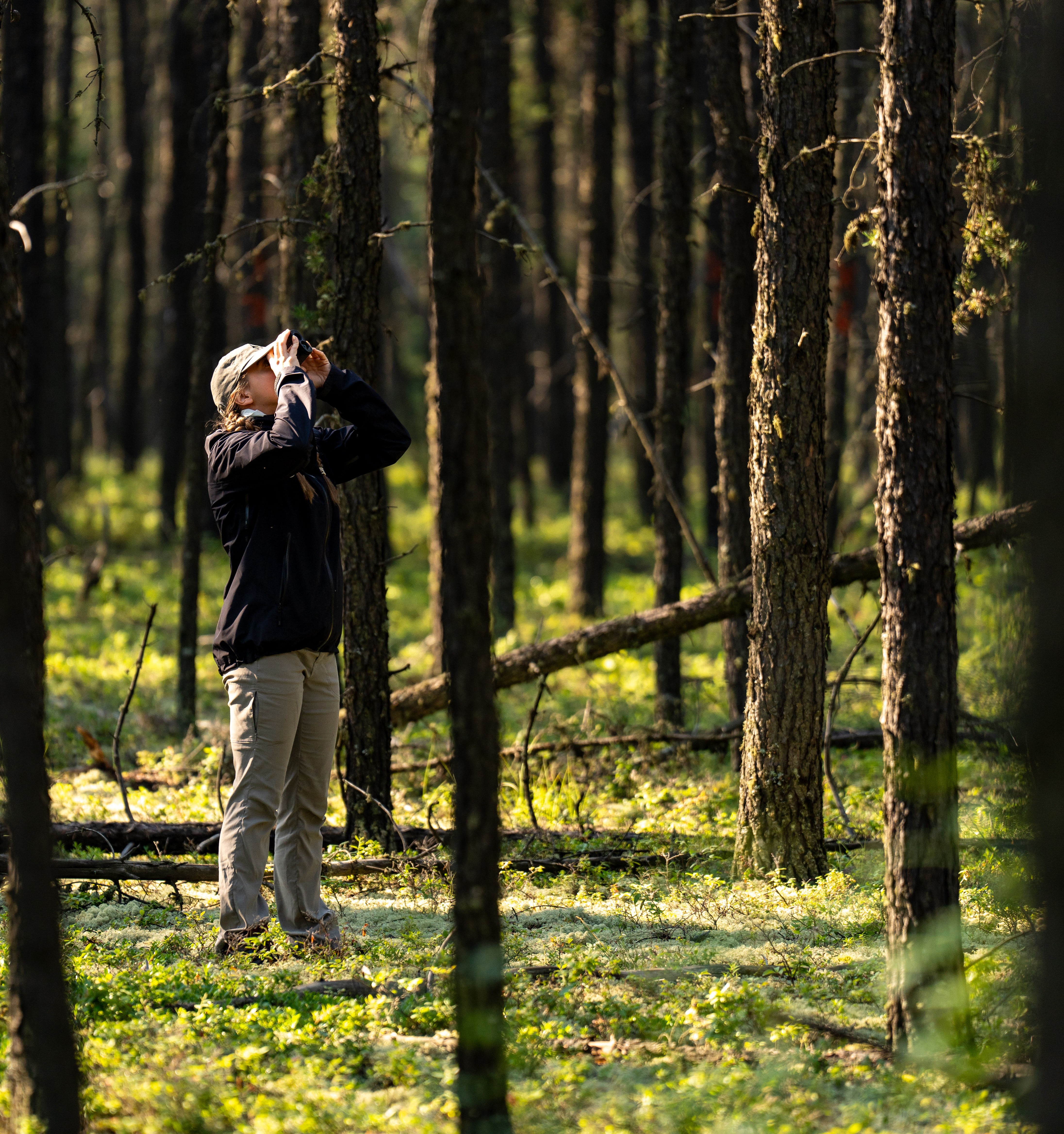 Measurements such as height and diameter are collected to understand tree growth and needles are sampled for chemical analysis.