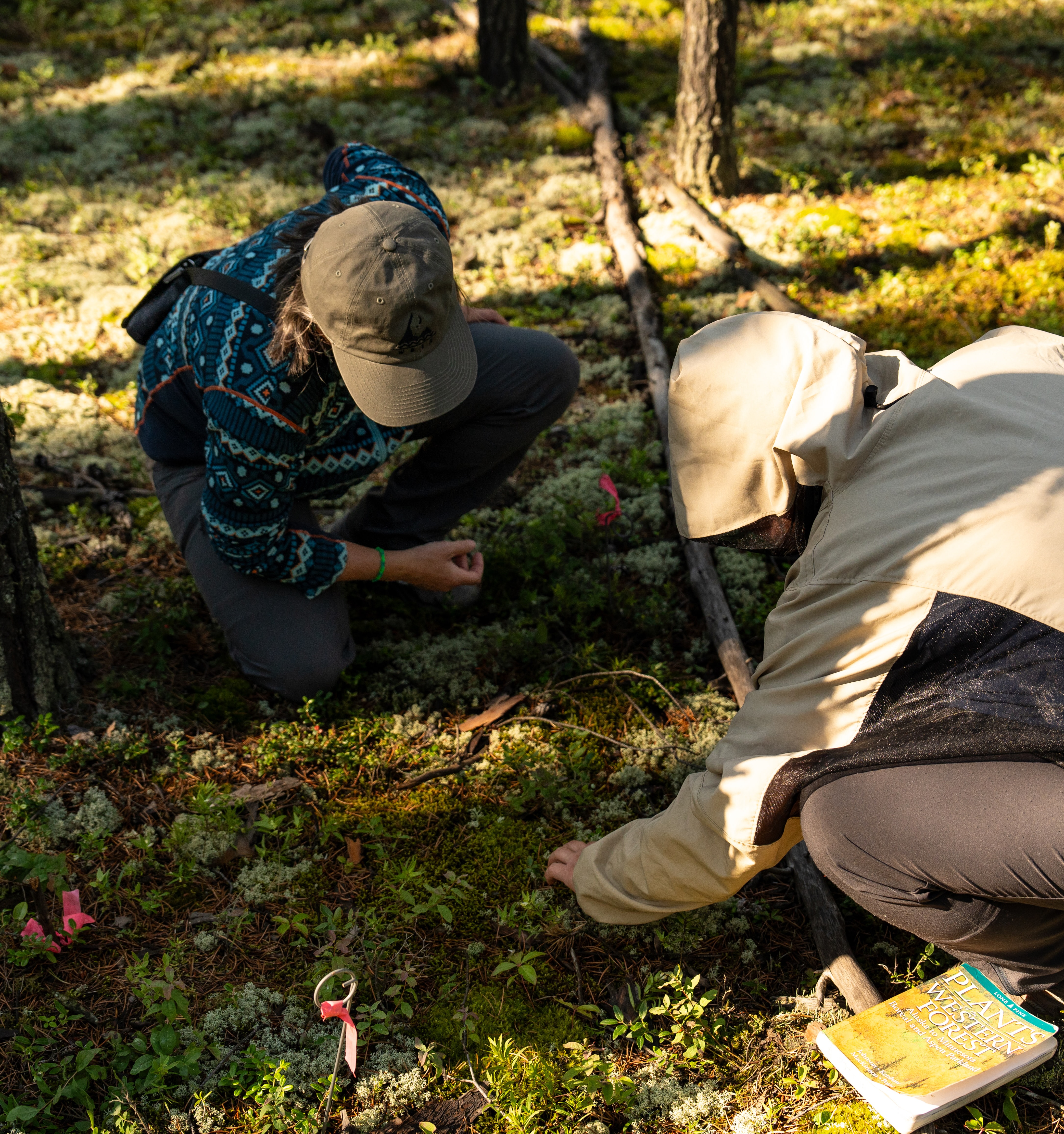 Plots are staked out on the forest floor and the amount of each species present in the plot is recorded.